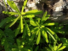 Euphorbia azorica