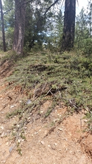 Ceanothus × flexilis