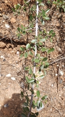 Ceanothus × flexilis