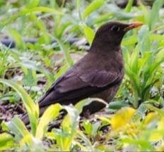 Turdus boulboul