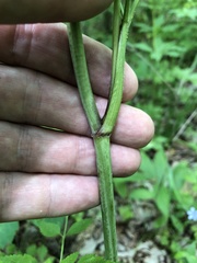 Thaspium barbinode