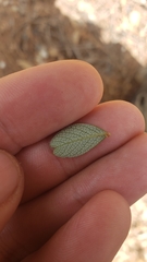 Ceanothus × flexilis