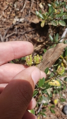 Ceanothus × flexilis
