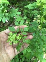 Thaspium barbinode