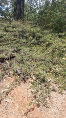 Ceanothus × flexilis