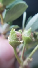 Ceanothus × flexilis