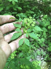 Thaspium barbinode