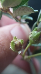 Ceanothus × flexilis