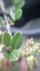 Ceanothus × flexilis