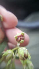 Ceanothus × flexilis