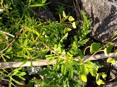 Euphorbia azorica