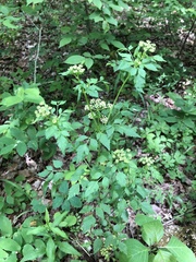 Thaspium barbinode