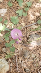 Sidalcea asprella asprella