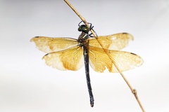 Chlorogomphus auripennis
