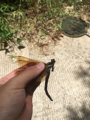 Chlorogomphus auripennis