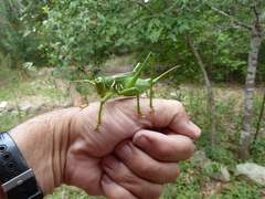 Neobarrettia spinosa