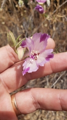 Clarkia purpurea viminea