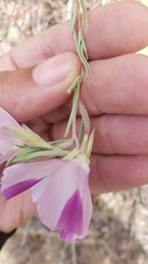 Clarkia purpurea viminea