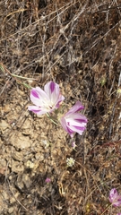 Clarkia purpurea viminea