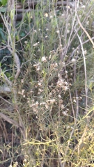 Baccharis paniculata