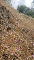 Clarkia purpurea viminea