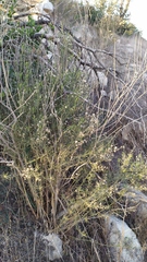 Baccharis paniculata