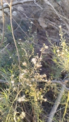 Baccharis paniculata