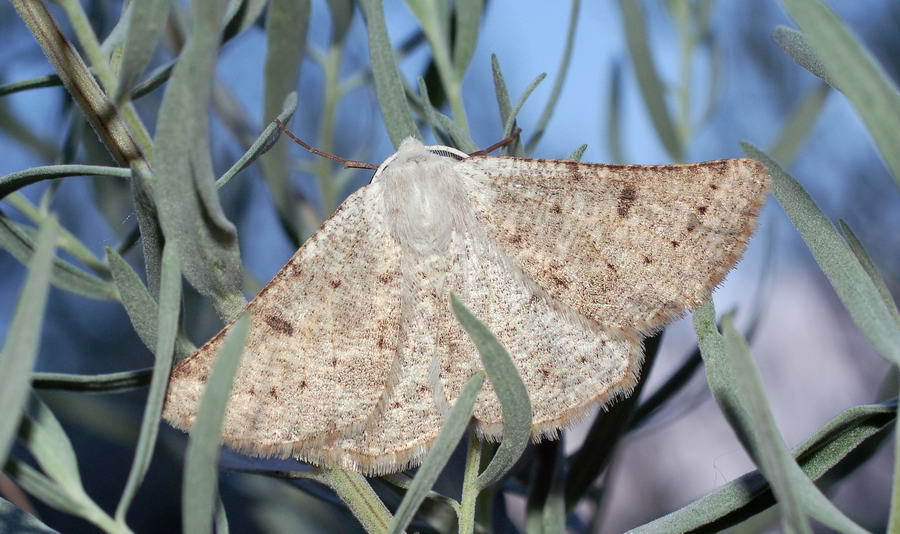 Dyscia conspersaria