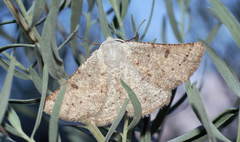 Dyscia conspersaria
