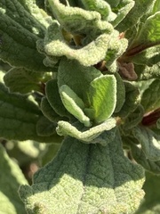 Cistus salviifolius