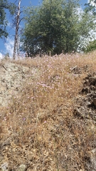 Clarkia purpurea viminea