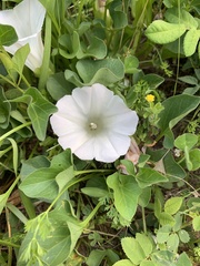 Calystegia atriplicifolia