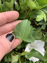 Calystegia atriplicifolia