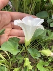 Calystegia atriplicifolia