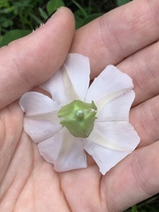 Calystegia atriplicifolia