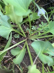 Calystegia atriplicifolia