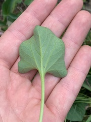 Calystegia atriplicifolia