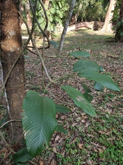 Rhaphidophora