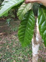 Trigonostemon thyrsoideus