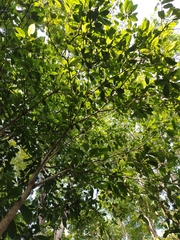 Trigonostemon thyrsoideus