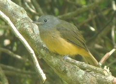 Mionectes rufiventris