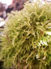 Eurhynchiastrum pulchellum