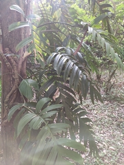 Rhaphidophora decursiva