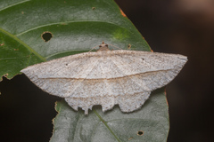 Heteralex rectilineata