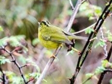 Phylloscopus whistleri
