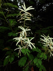 Mimosa myriadenia