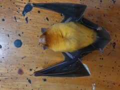 Rhinonicteris aurantia