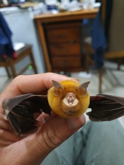 Rhinonicteris aurantia