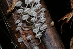 Mycena maldea