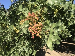 Pistacia vera